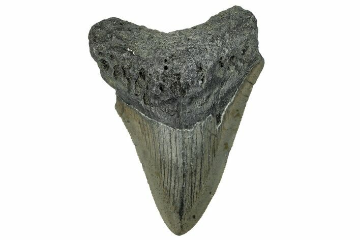 Serrated, Fossil Megalodon Tooth - North Carolina #295250